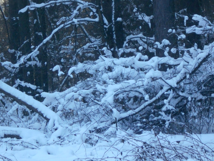 4533467_DSCN68401 (700x525, 336Kb)