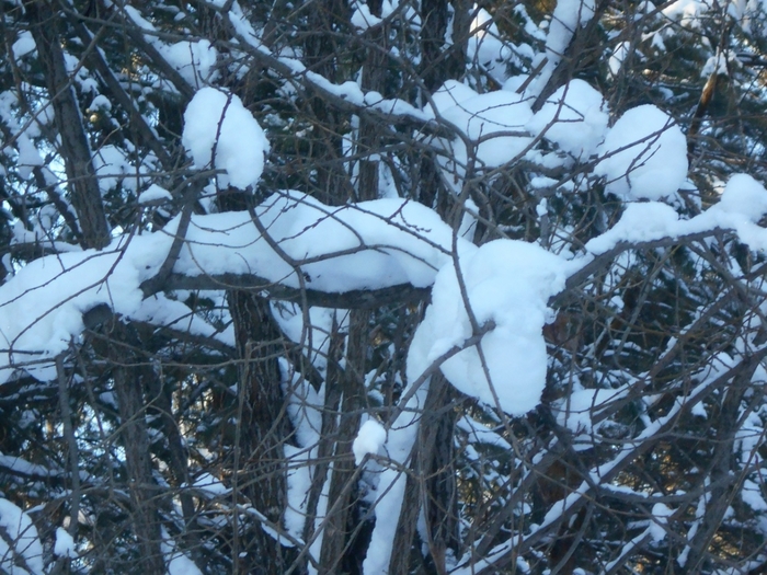 4533467_DSCN68421 (700x525, 333Kb)