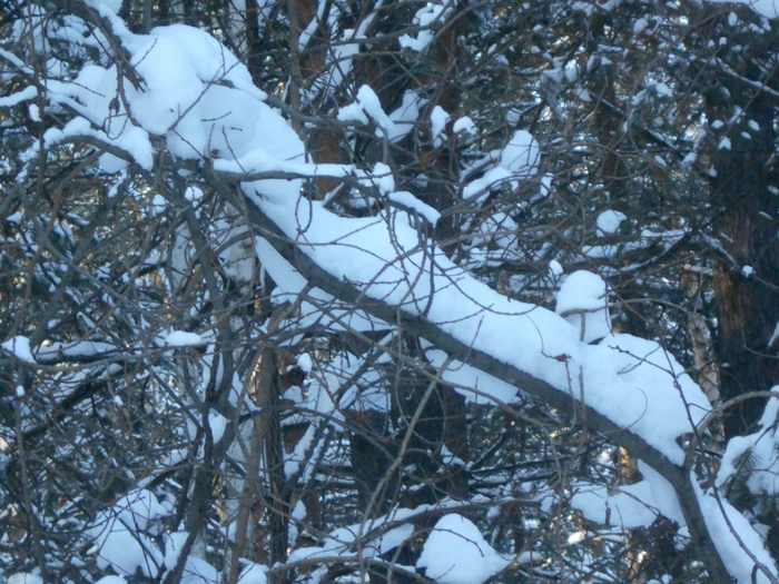4533467_DSCN68441 (700x525, 336Kb)