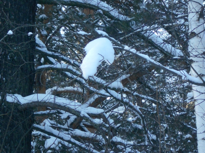 4533467_DSCN68471 (700x525, 347Kb)