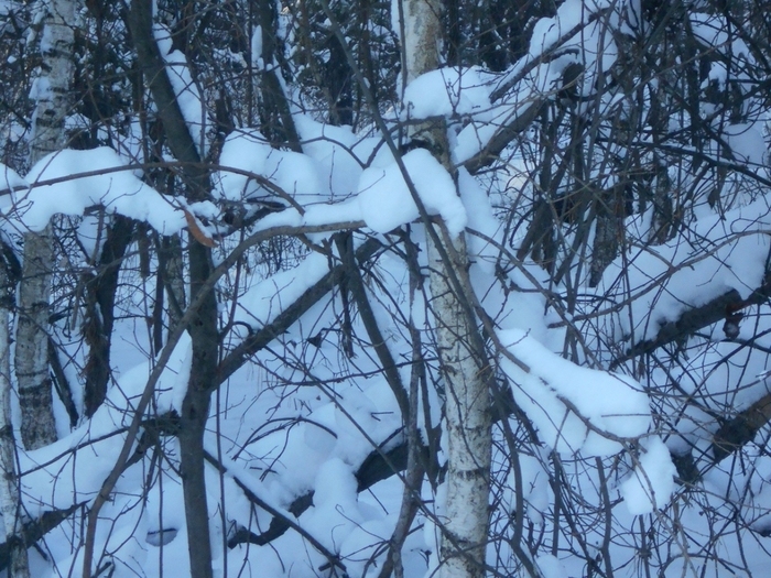 4533467_DSCN68491 (700x525, 349Kb)