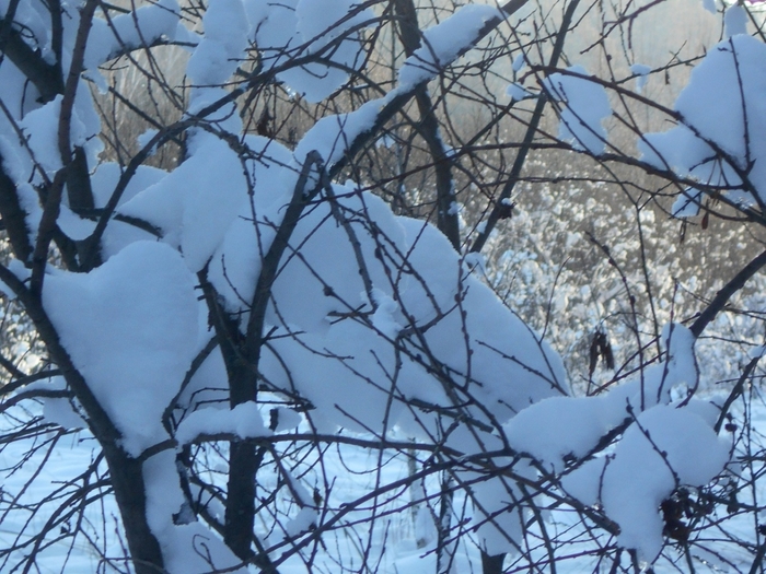 4533467_DSCN68511 (700x525, 318Kb)