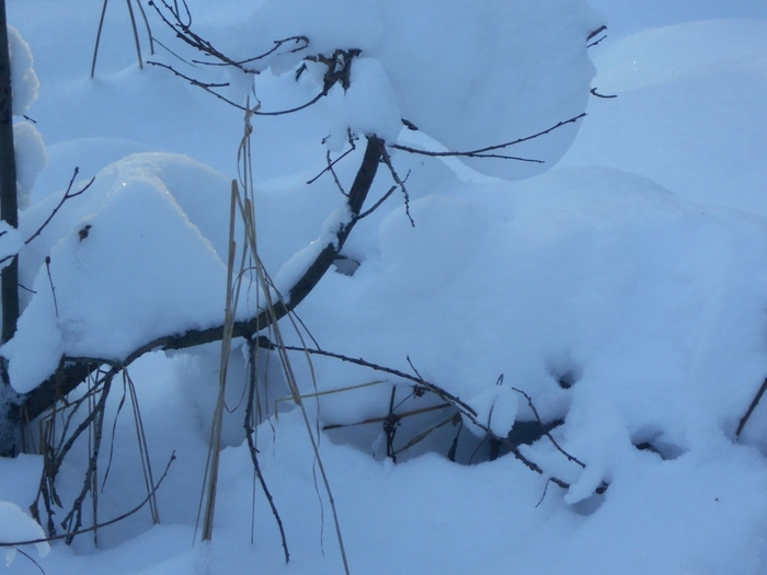 4533467_DSCN68551 (700x525, 214Kb)