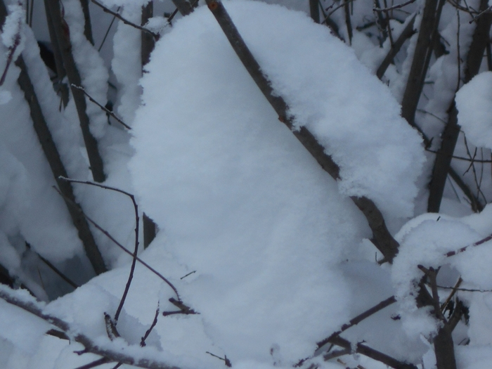 4533467_DSCN68701 (700x525, 211Kb)