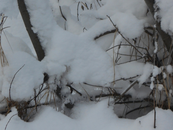 4533467_DSCN68721 (700x525, 217Kb)