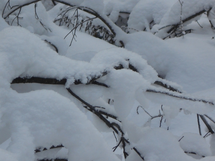 4533467_DSCN68751 (700x525, 211Kb)