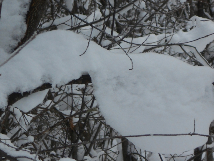 4533467_DSCN68771 (700x525, 239Kb)