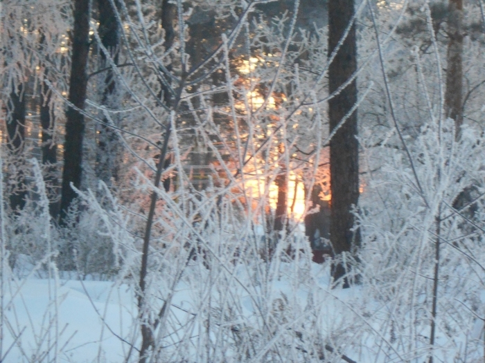 4533467_DSCN70901_1_ (700x525, 295Kb)