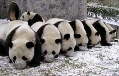 4743317_1141631060_1129278747_panda1013_2 (379x245, 30Kb)