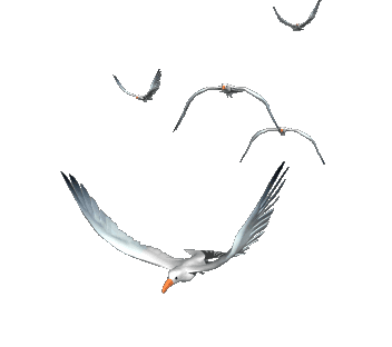 GIF ANIMADOS TRANSPARENTES DE AVES_ (352x312, 44Kb)