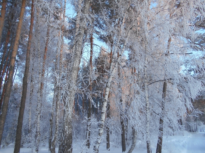 4533467_DSCN71001 (700x525, 367Kb)