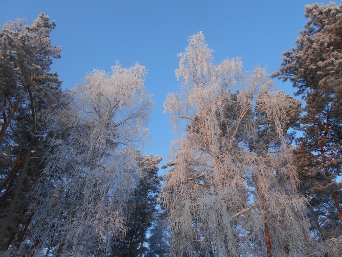 4533467_DSCN71041 (700x525, 328Kb)