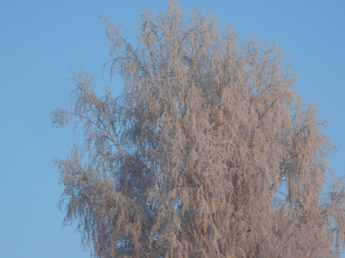4533467_DSCN71091 (700x525, 255Kb)