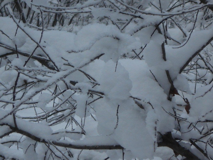 4533467_DSCN68881 (700x525, 258Kb)