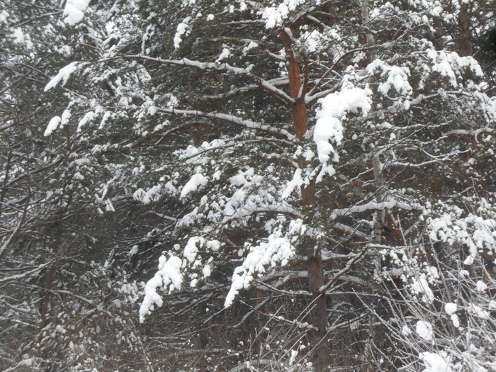 4533467_DSCN68901 (700x525, 362Kb)