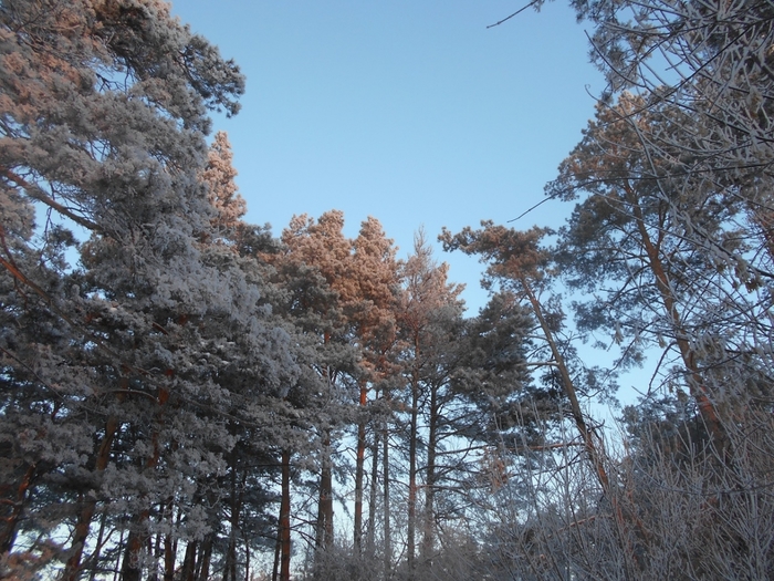 4533467_DSCN70941 (700x525, 338Kb)