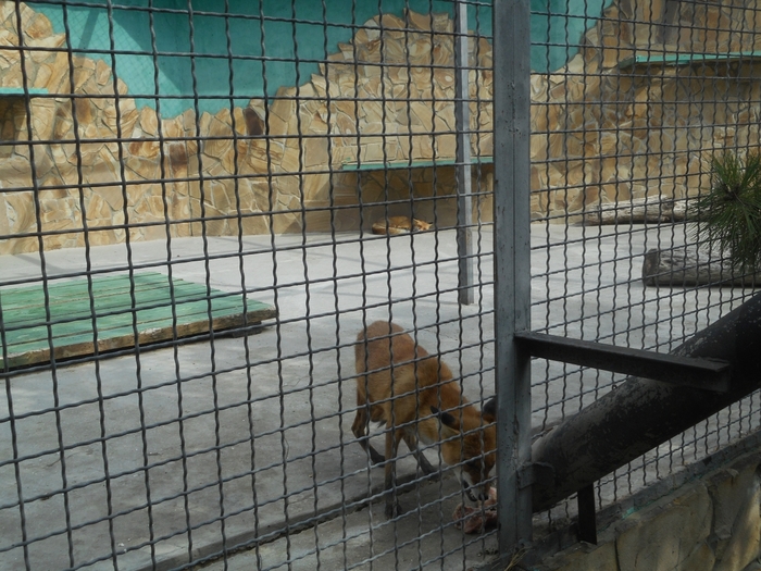 4752699_DSCN0654 (700x525, 316Kb)