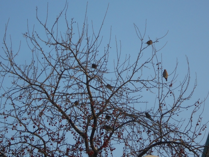 4533467_DSCN70431 (700x525, 326Kb)