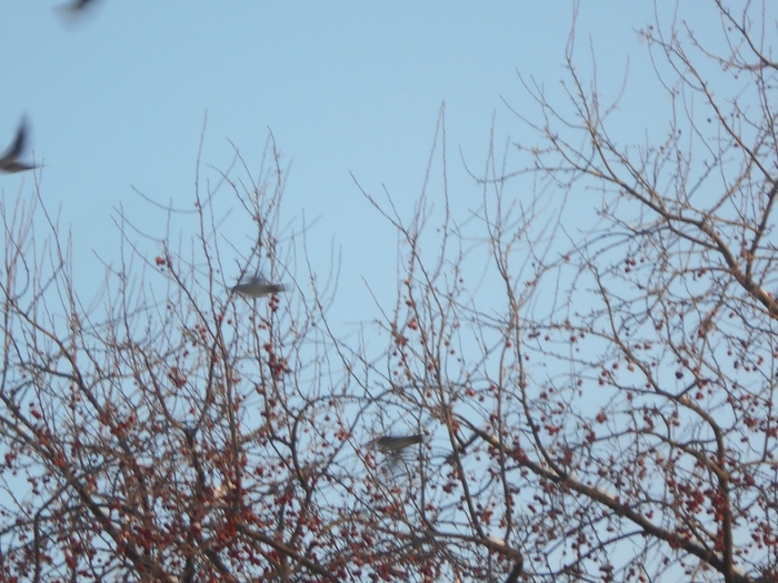 4533467_DSCN70451 (700x525, 296Kb)
