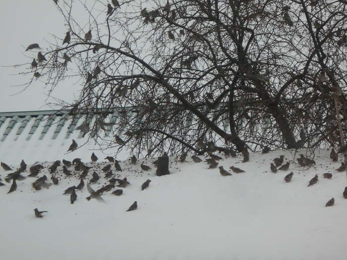 4533467_DSCN70691 (700x525, 301Kb)