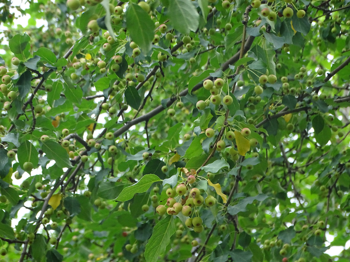 DSC00273 (700x525, 525Kb)
