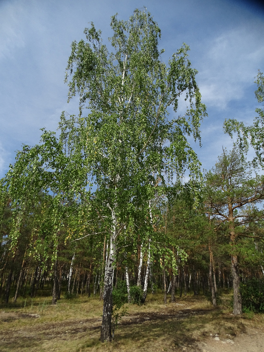 DSC00529 (525x700, 553Kb)