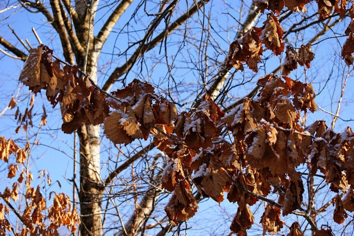 DSC02394 (700x465, 584Kb)