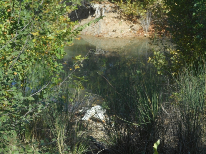 4752699_DSCN0047vi (700x525, 334Kb)