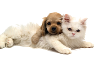 79291439_1319271402_Animals_Cats_Cat_and_dog_030580_ (200x125, 32Kb)