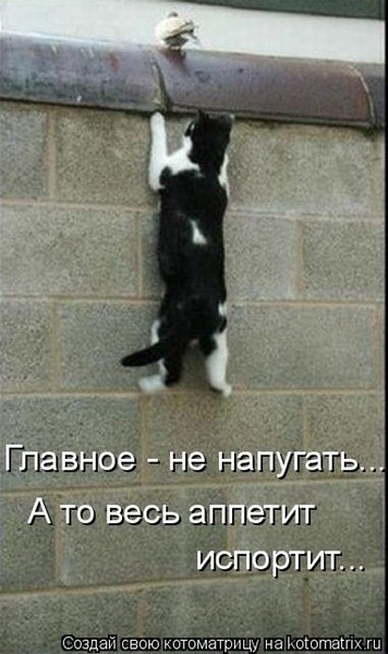 4743317_i21445 (356x600, 59Kb)