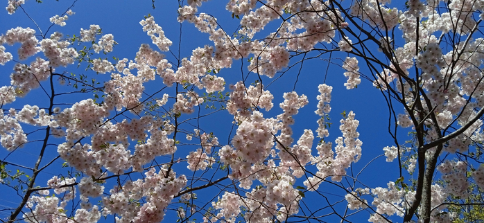 1683325095524 (700x322, 385Kb)