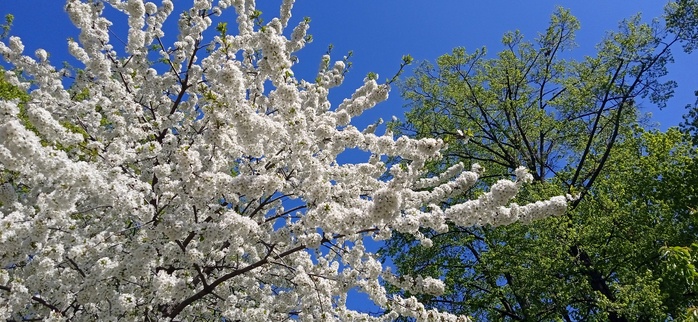 1683325094526 (700x322, 379Kb)