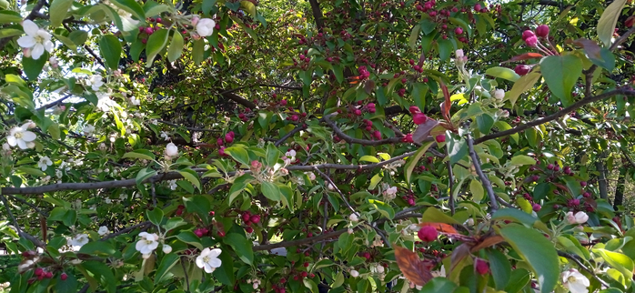 1683325094666 (700x322, 381Kb)