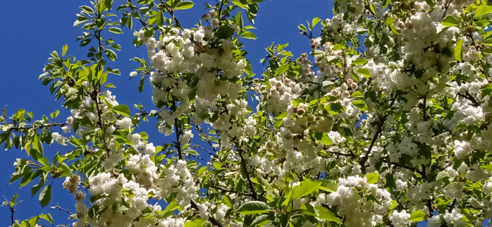 1683325094755 (700x322, 362Kb)