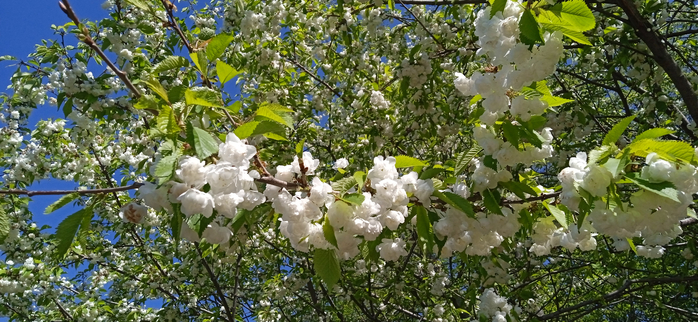 1683325094826 (700x322, 382Kb)