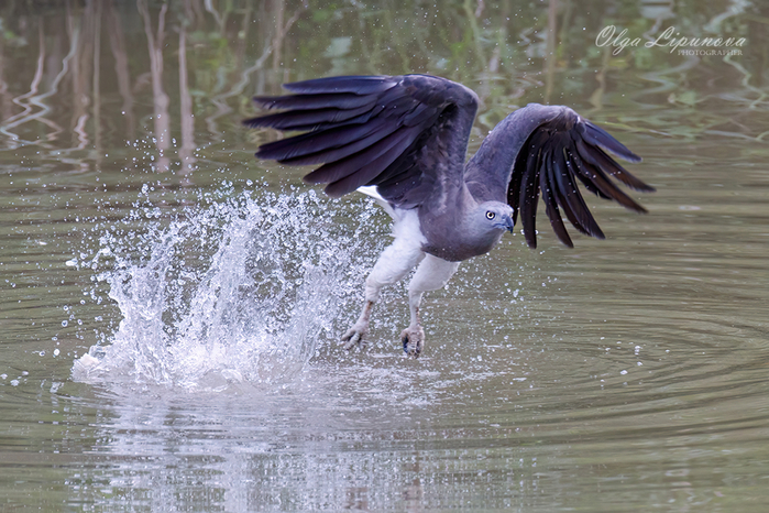 5A7A8506Demo (700x466, 442Kb)
