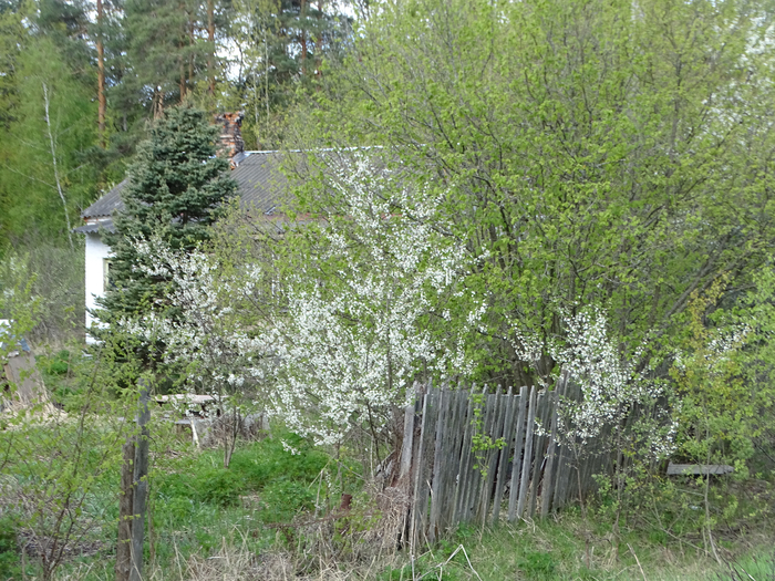 DSC00054 (700x525, 591Kb)