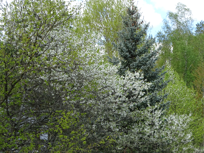 DSC00058 (700x525, 620Kb)