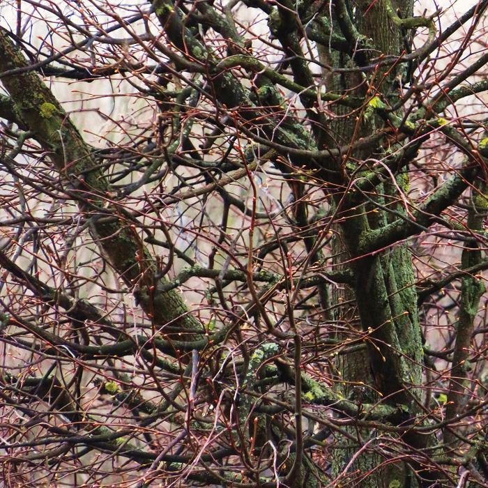 0 (700x700, 242Kb)