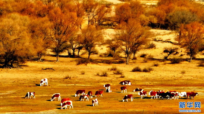 117589695_2eaf5952-cc07-4ca0-ab5d-dfb056252e00 (700x393, 617Kb)