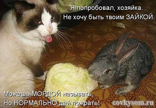 4743317_i21375 (500x348, 41Kb)