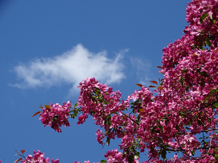DSC00078 (700x525, 484Kb)