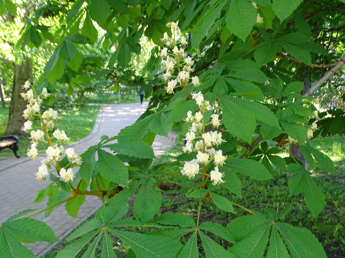 DSC00099 (700x525, 522Kb)