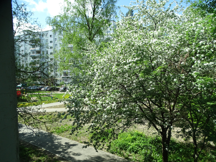DSC00103 (700x525, 648Kb)