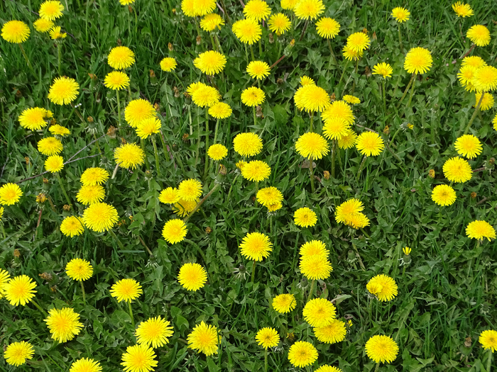 DSC00112 (700x525, 658Kb)