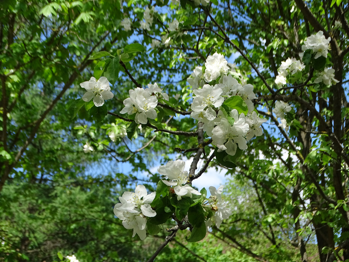 DSC00143 (700x525, 561Kb)