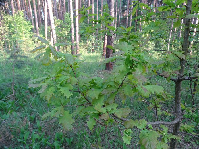DSC00064 (700x525, 585Kb)