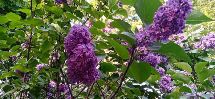 1685526833354 (700x322, 362Kb)