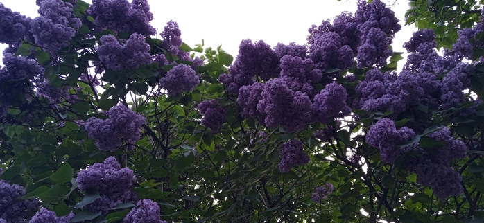 1685526833499 (700x322, 279Kb)