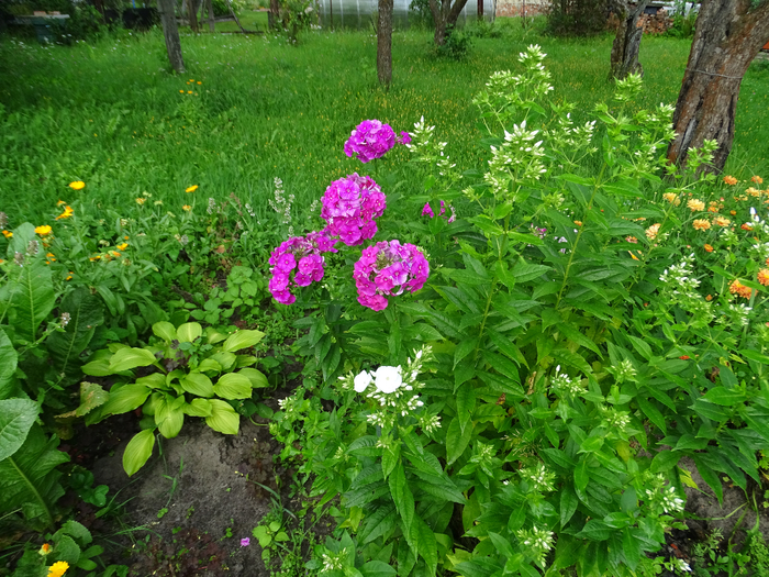 DSC00946 (700x525, 608Kb)
